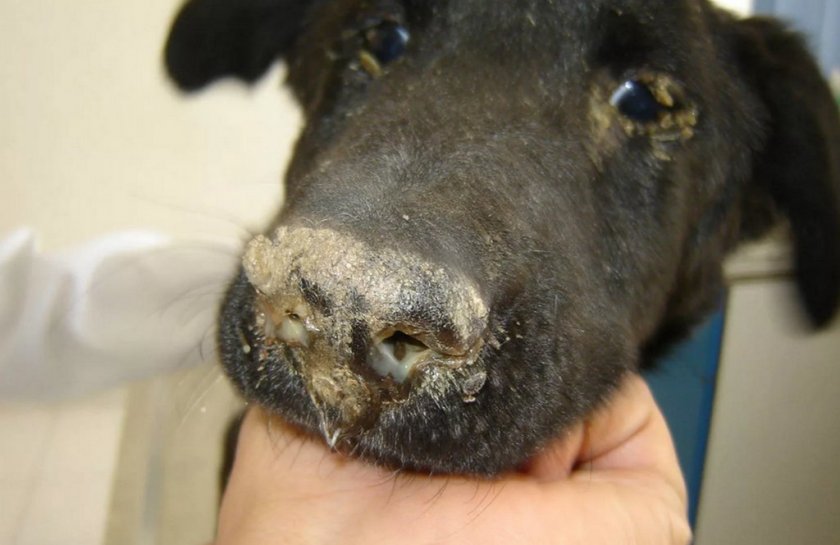 Гнойные выделения из глаз и носа у собаки