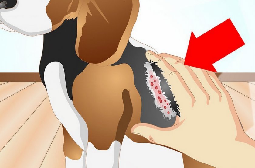 Пищевая аллергия у собаки