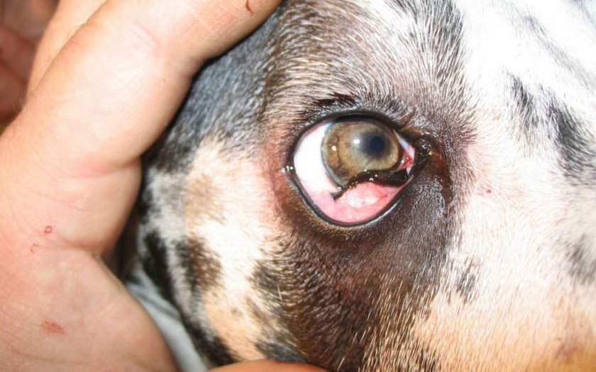 Заворот века у собаки Заворот века у собаки
