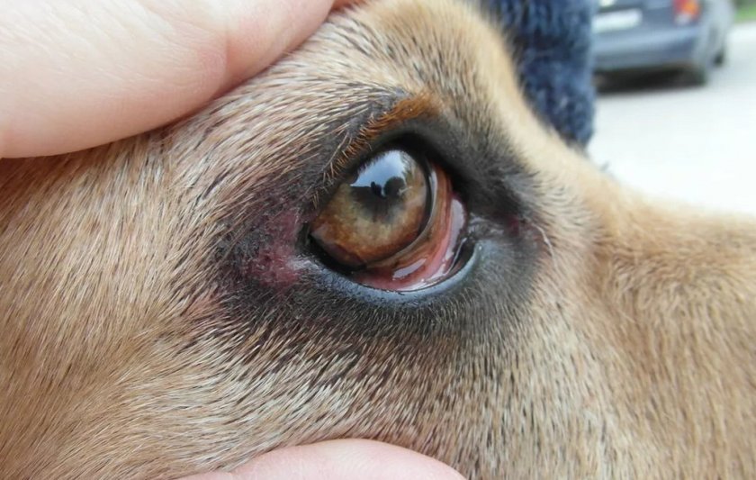 Блефарит у собаки Блефарит у собаки