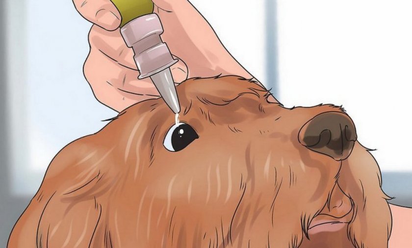 Закапывание глаз собаке Закапывание глаз собаке