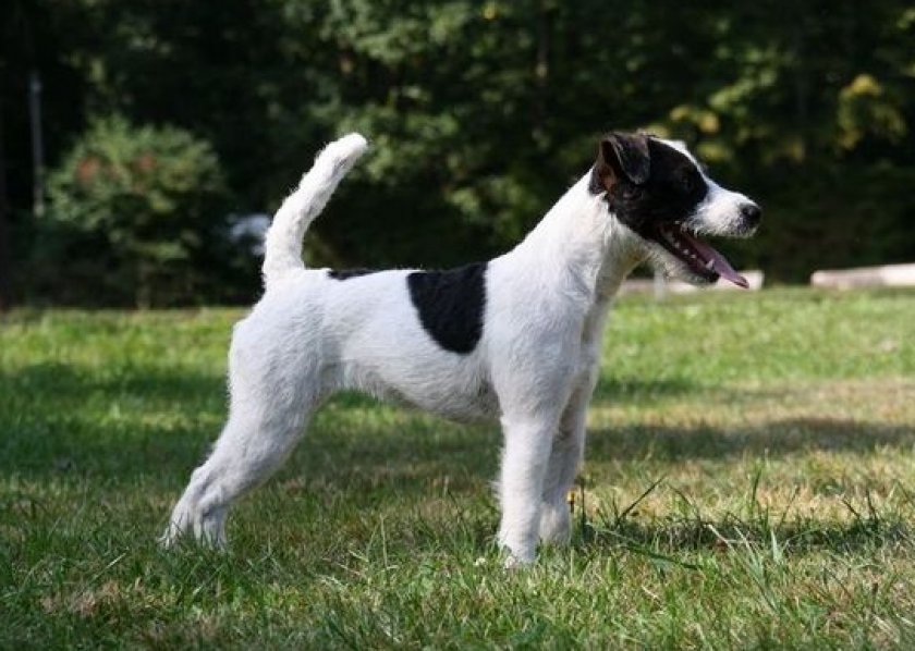 Парсон-рассел