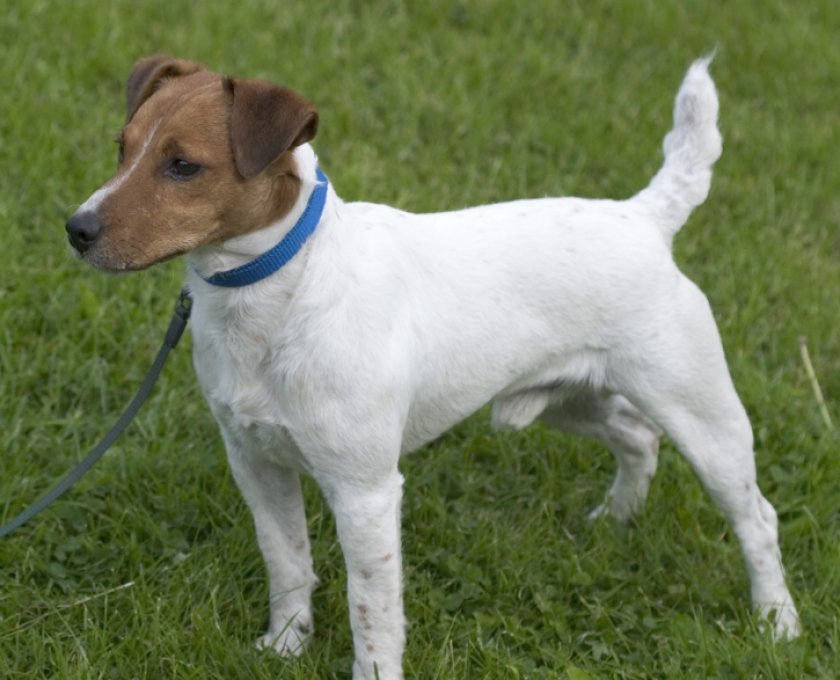 Парсон-рассел