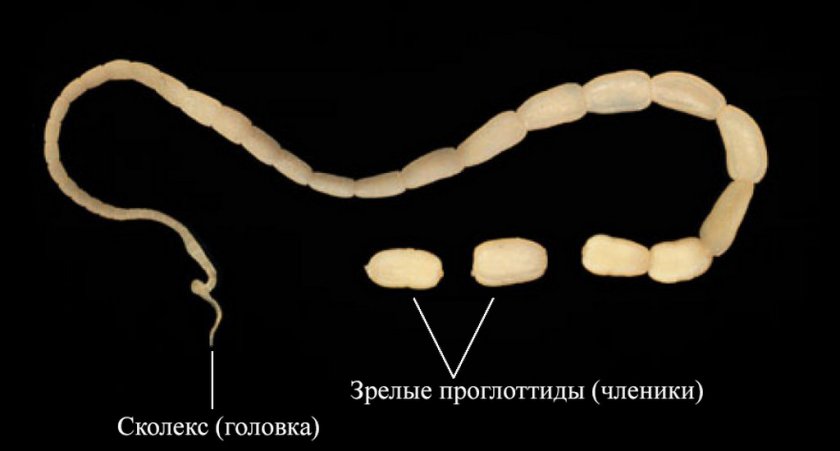Огуречный цепень