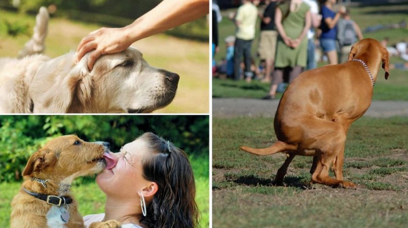 Заражение паразитами от собаки к человеку