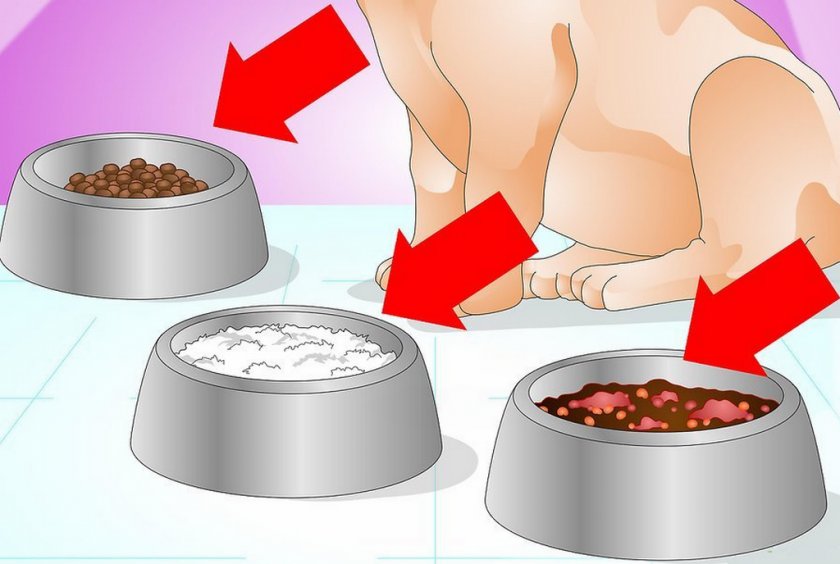 Элиминационная диета для собаки