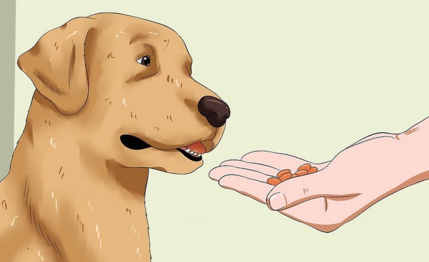 Лечение собаки