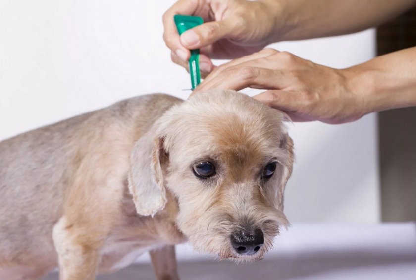 Наружная обработка собаки