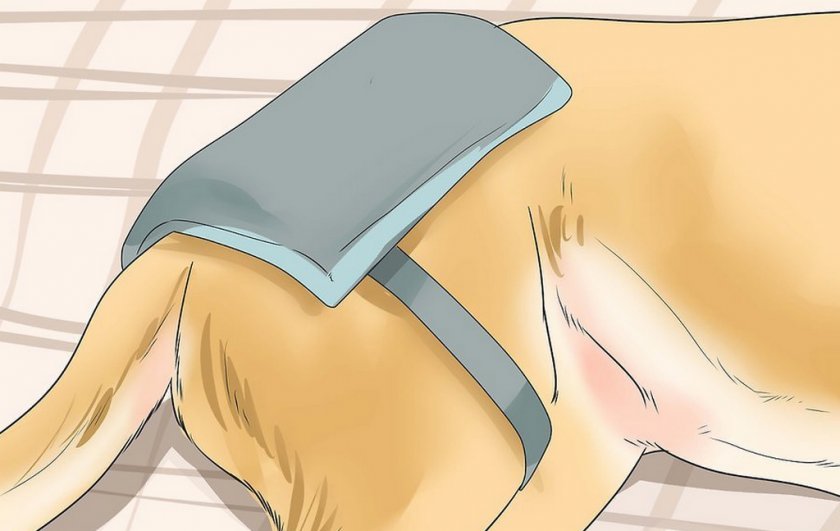 Компресс для собаки