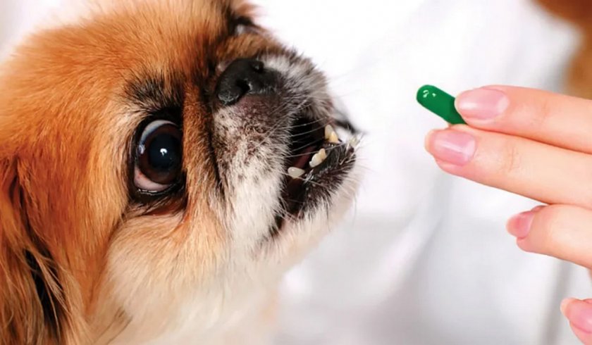 Дегельментизация собаки