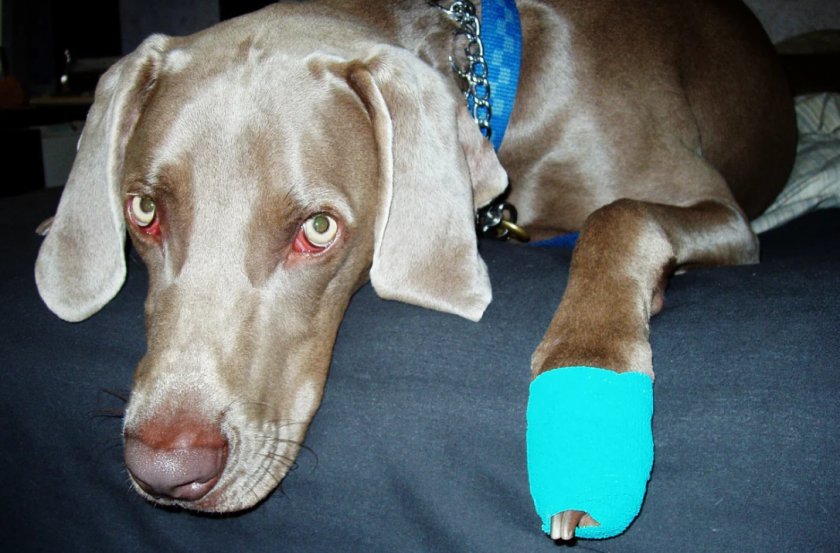 Уход за собакой после перелома Уход за собакой после перелома