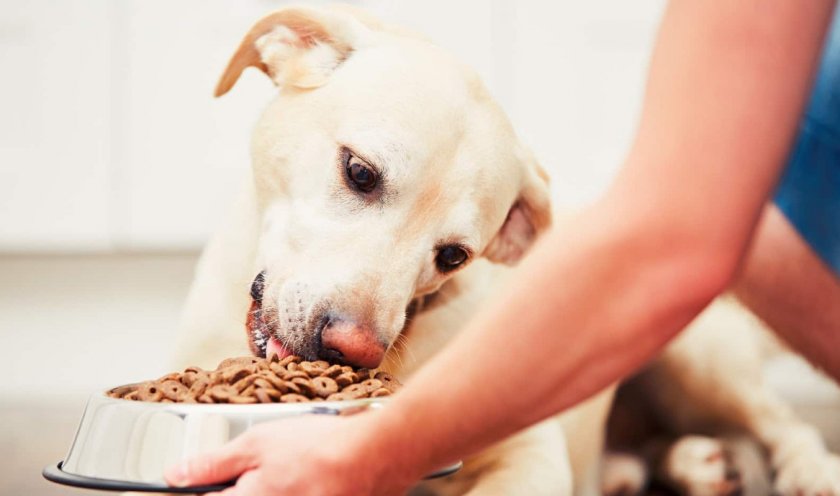 Питание во время восстановления собаки