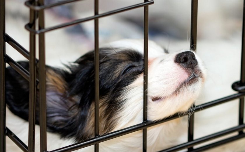 Восстановление собаки в клетке Восстановление собаки в клетке