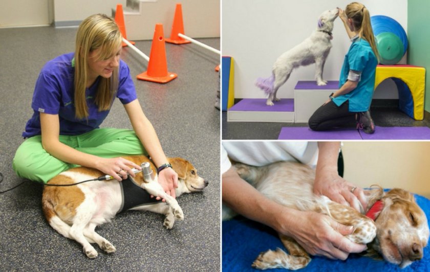 Реабилитация собаки