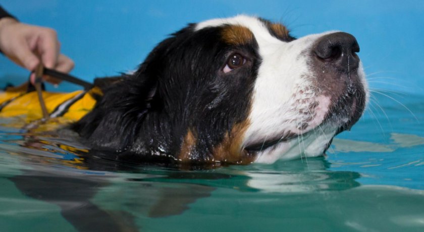 Занятия для собак в воде Занятия для собак в воде