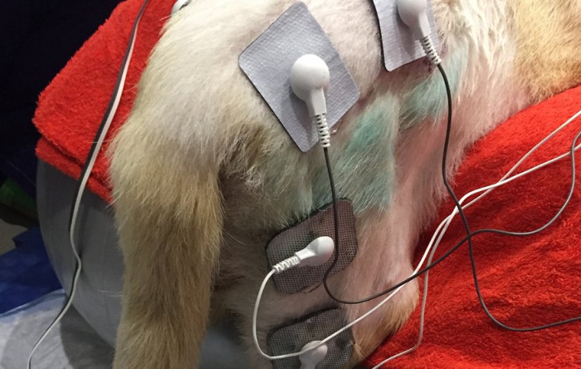 Электростимуляция мышц после операции Электростимуляция мышц после операции