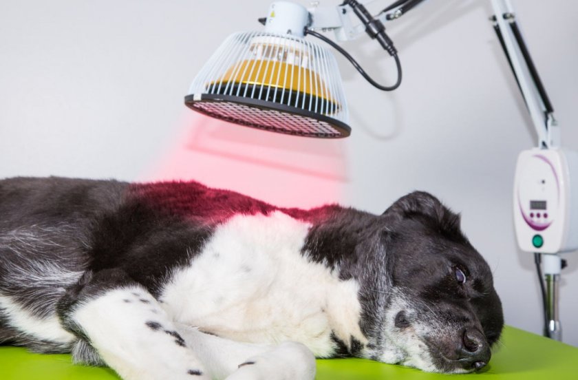 Терапия для собаки после операции Терапия для собаки после операции