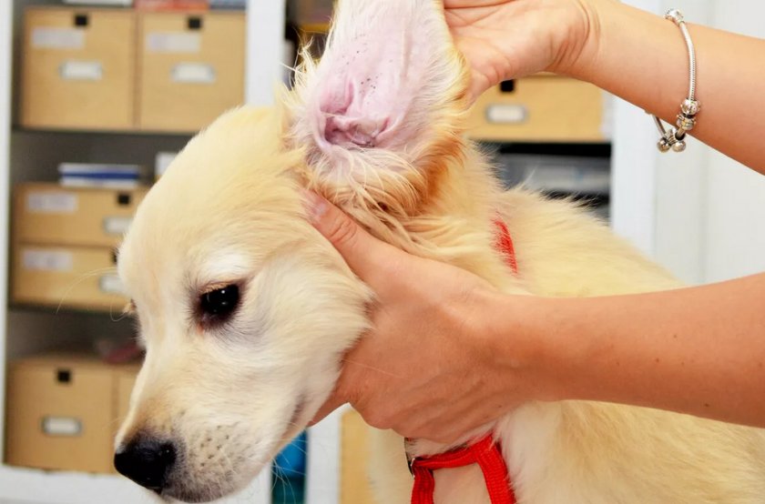 Больное ухо у собаки