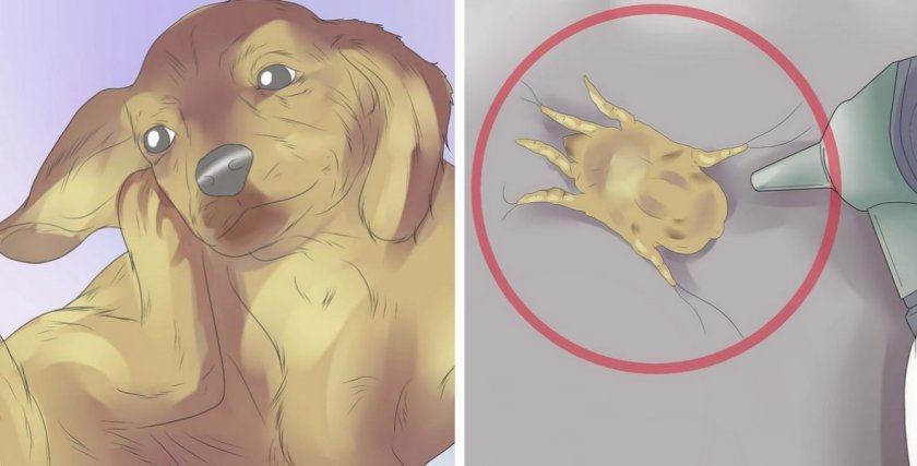 Ушной клещ у собаки Ушной клещ у собаки