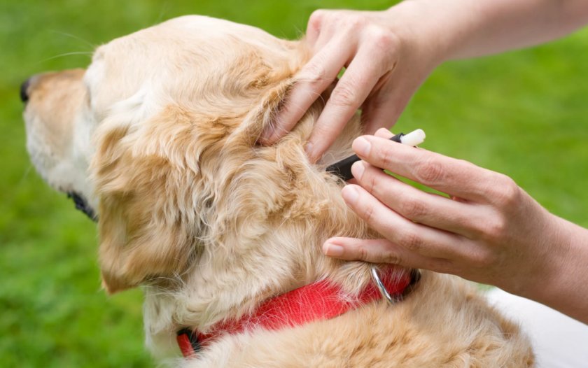 Удаление клеща у собаки Удаление клеща у собаки