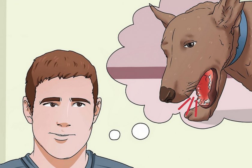 Вольерный кашель у собаки