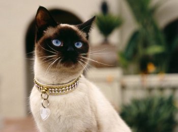 Грациозная и игривая: сиамская порода кошек