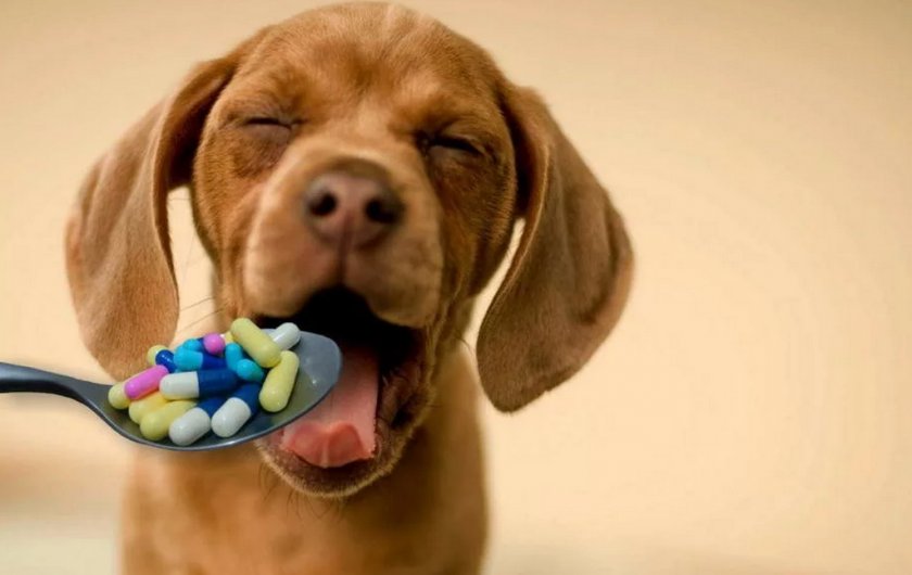 Лечение собаки