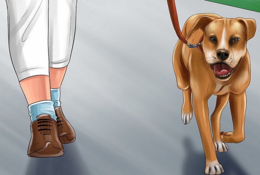 Выгул собаки