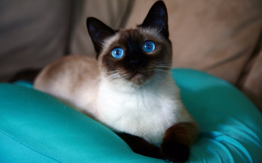 Сиамская кошка