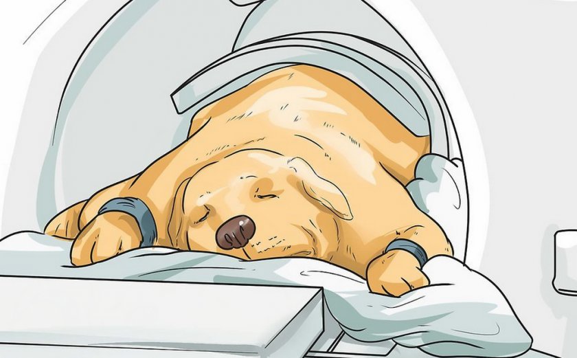 Диагностика болезни у собаки