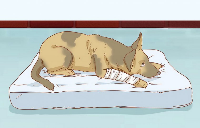 Остеосаркома у собаки