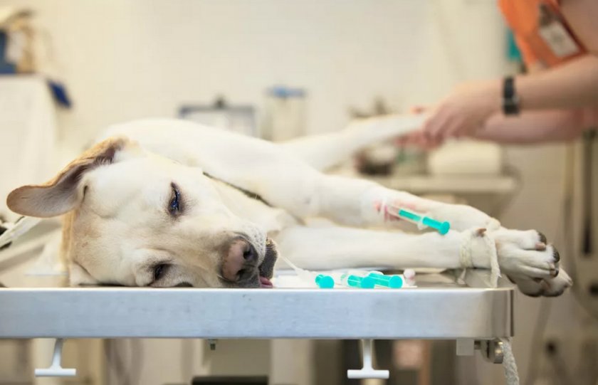 Проведение операции собаке