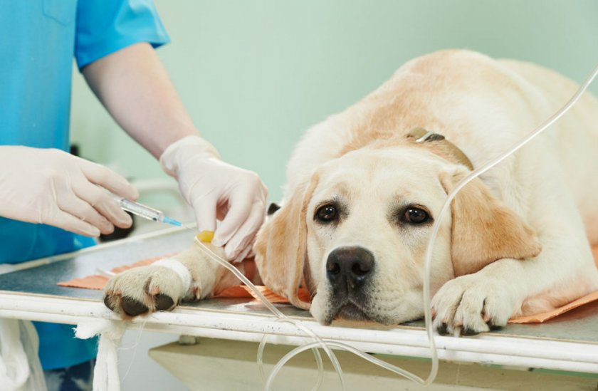 Химиотерапия для собаки Химиотерапия для собаки