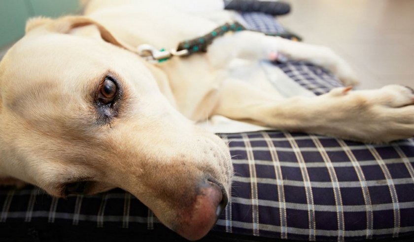 Холецистит у собаки