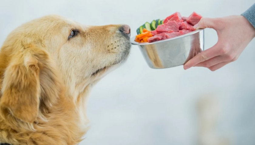 Питание собаки