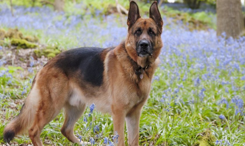 Немецкая овчарка