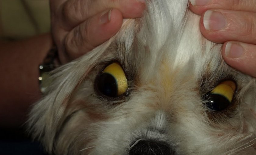 Пожелтение слизистых оболочек