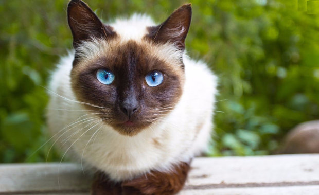 Сиамская кошка Сиамская кошка