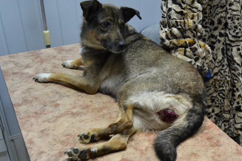 Трансмиссивная саркома у собаки