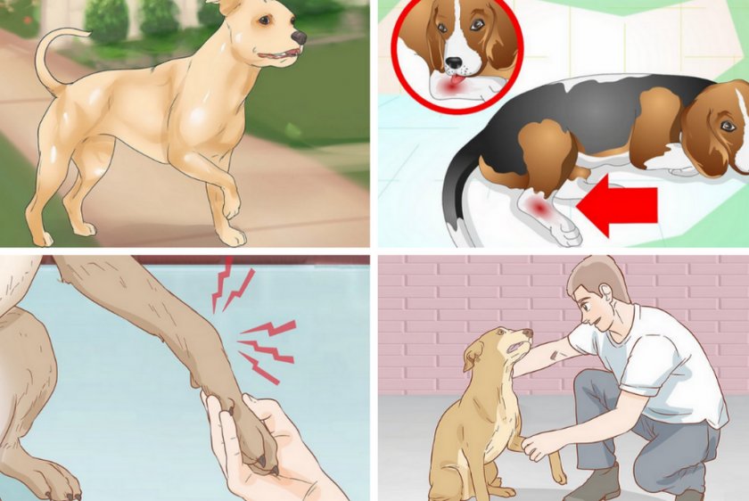 Остеосаркома у собак