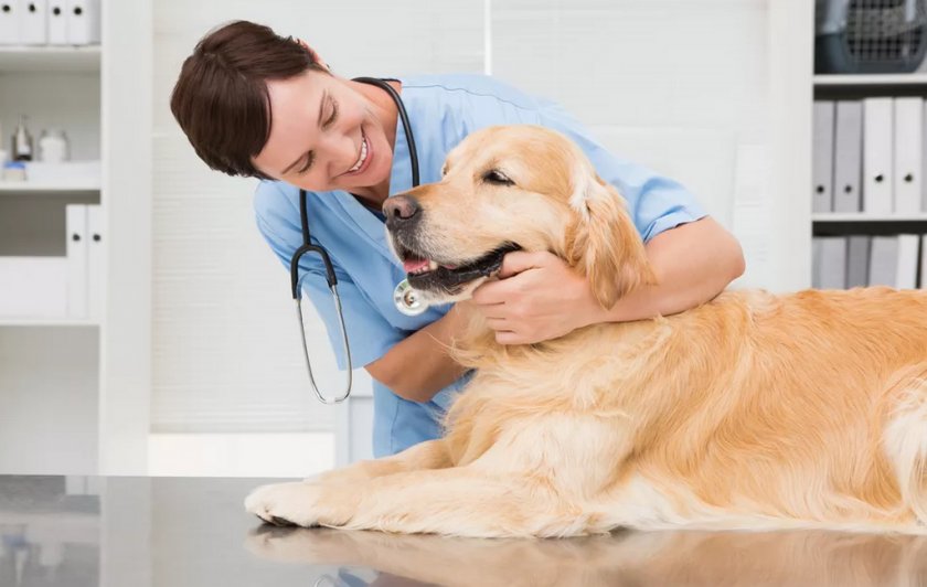 Осмотр собаки ветеринаром