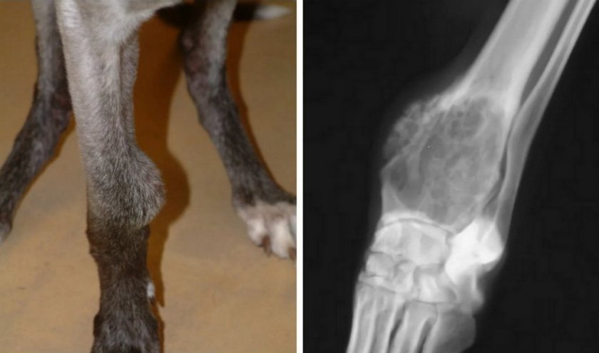 Остеосаркома у собаки