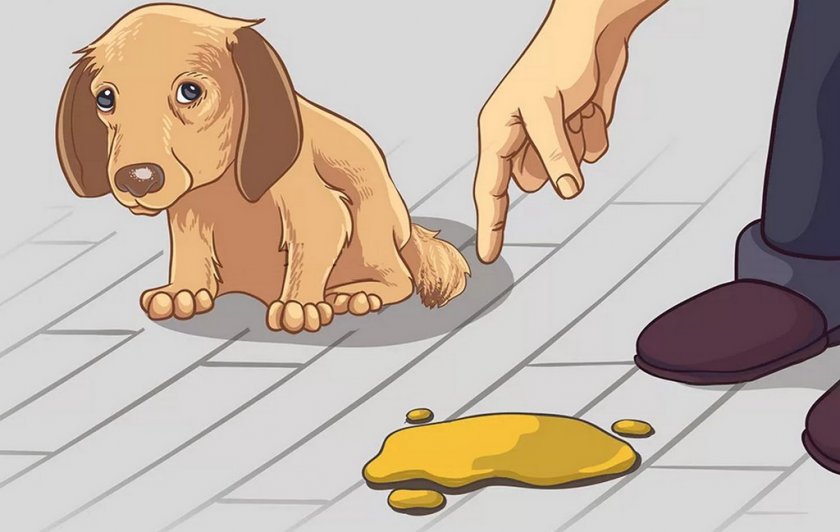 Темно-жёлтая моча у собаки