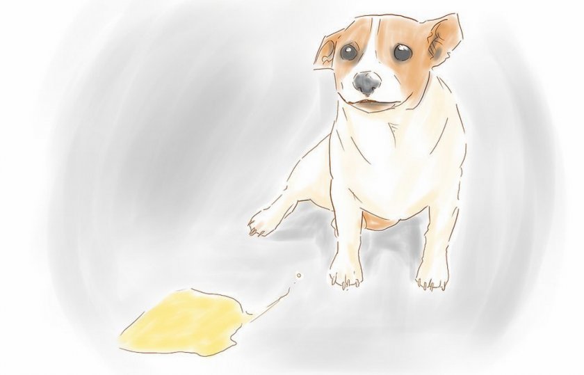 Моча собаки Моча собаки