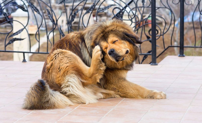 Собака чешет уши