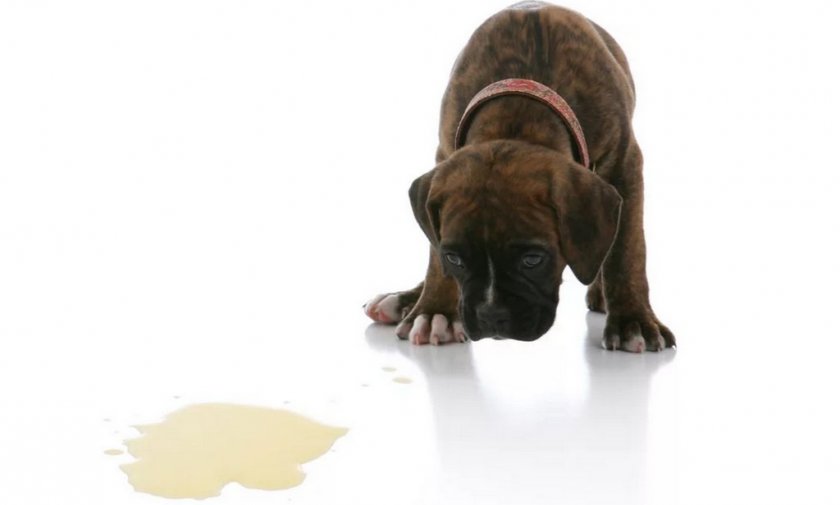 Светлая моча у собаки Светлая моча у собаки