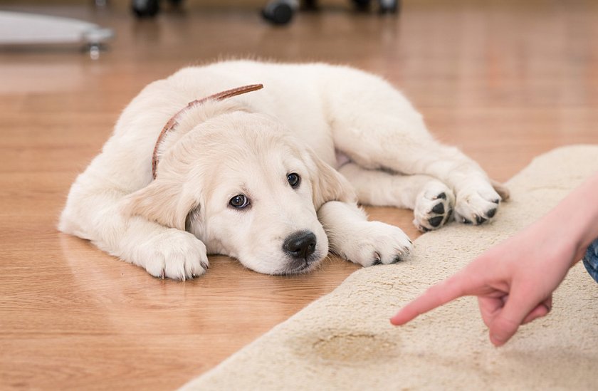 Недержание мочи у собаки Недержание мочи у собаки
