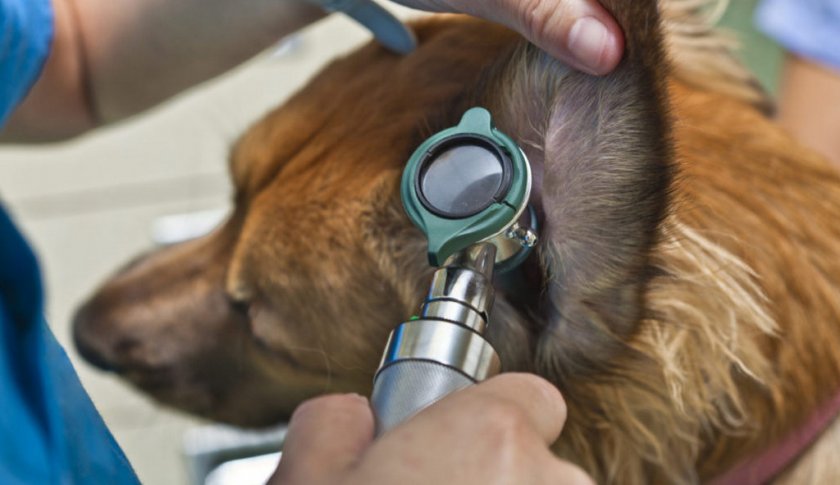 Инородное тело в ухе у собаки