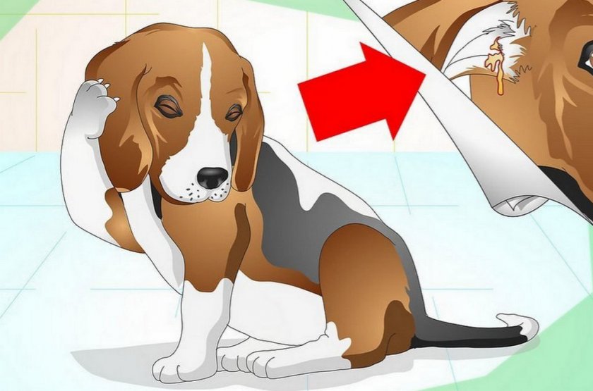 Отит у собаки