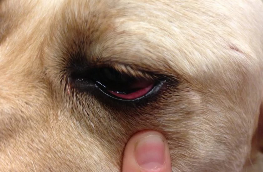 Конъюнктивит у собаки Конъюнктивит у собаки